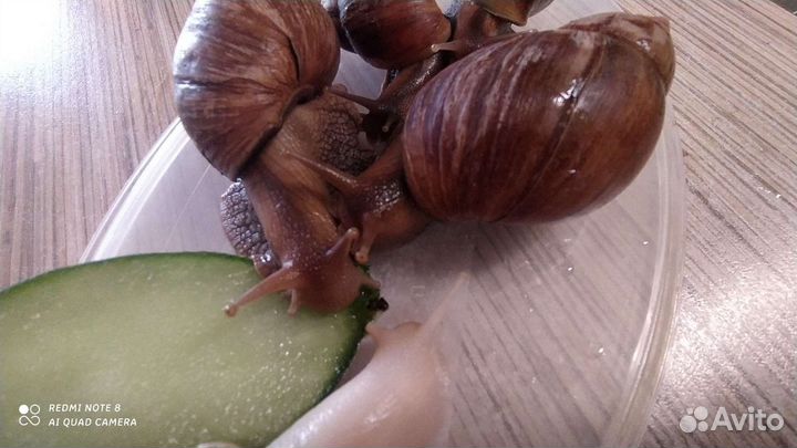 Улитки ахатины в дар