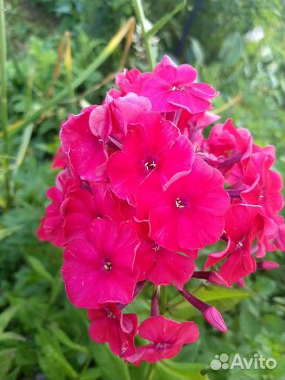 Папоротник,флоксы,жёлтая малина, красивый колеус