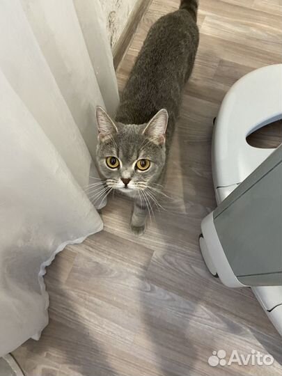 Шотландская кошка