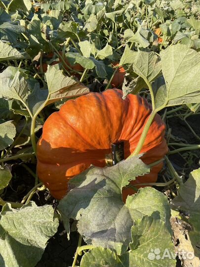 Тыква Баронесса