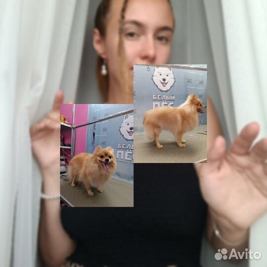 Груминг собак и экспресс-линька кошек