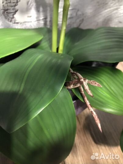 Орхидеи интерьерные