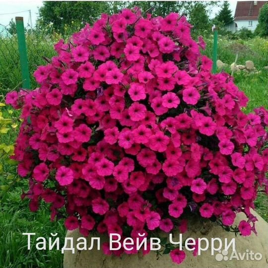 Тайдал Ампельная петуния