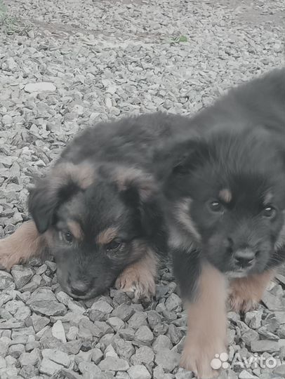 Щенки в добрые руки