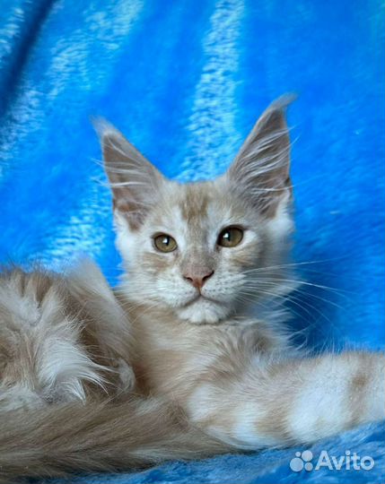 Котята мейн-кун