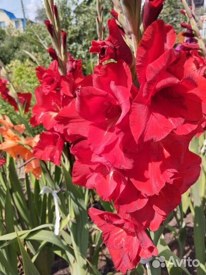 Пока стоп. Букеты Гладиолусы. Срежу по заявке