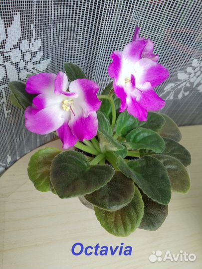 Цветущие фиалки