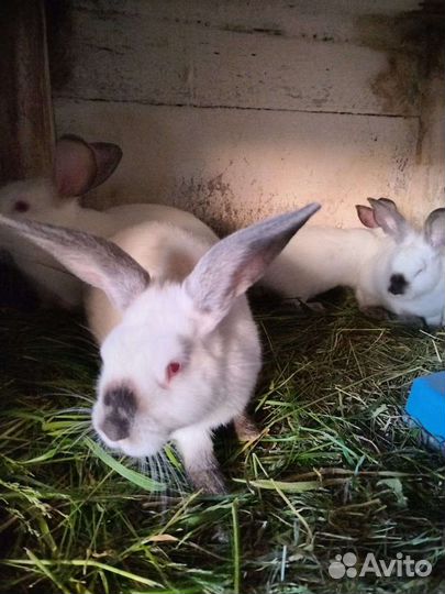 Калифорнийские кролики возраст 3 месяца 1200 за 1
