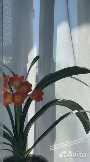 Комнатные цветы кливия