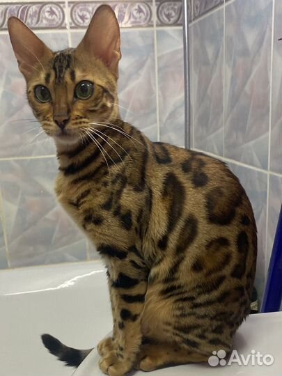 Бенгальские котята