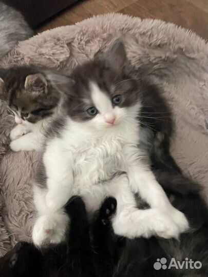 Отдам в добрые руки