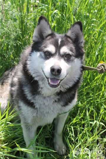 Отдам в добрые руки