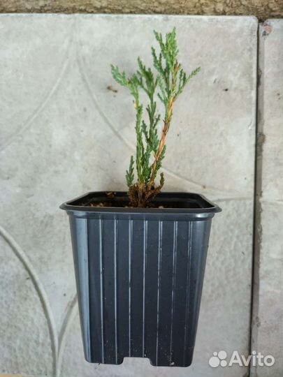 Можжевельник Блю Эрроу P9