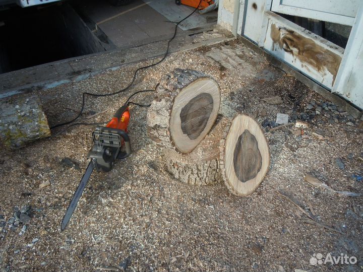 Торцовый Спил ореха