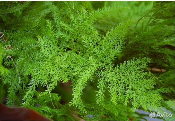 Аспарагус перистый