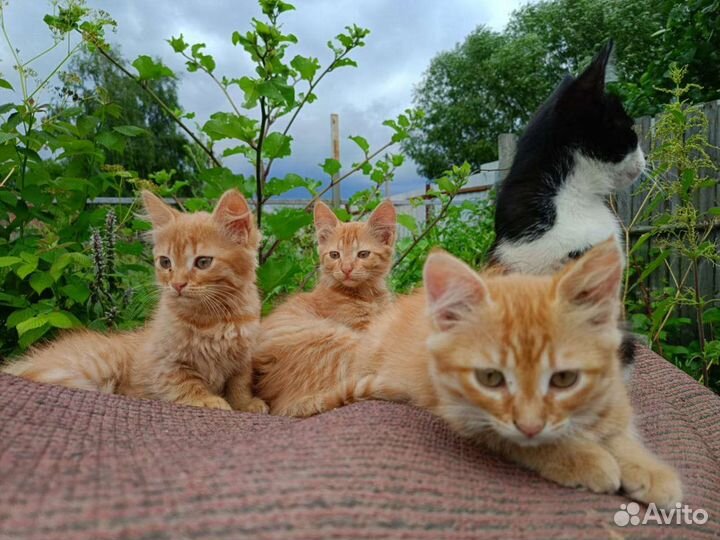 Котятки в добрые руки