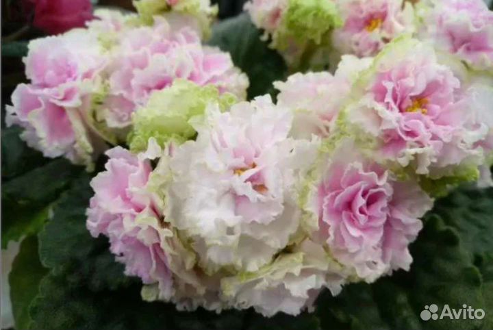 Детки сортовых фиалок