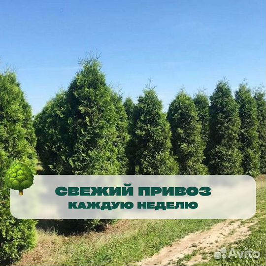 Туя брабант с гарантией