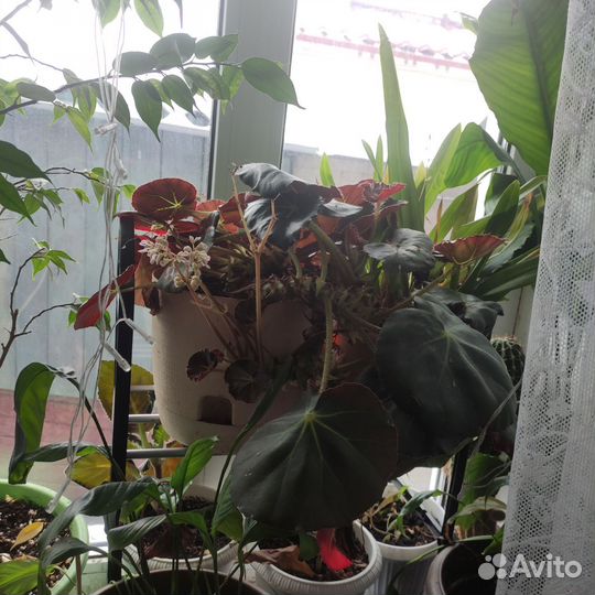 Комнатные растения