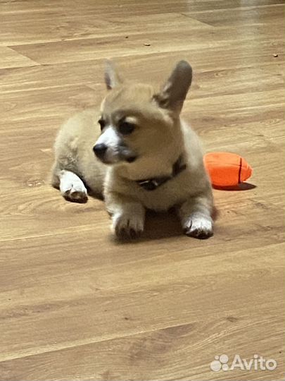 Вельш корги пемброк