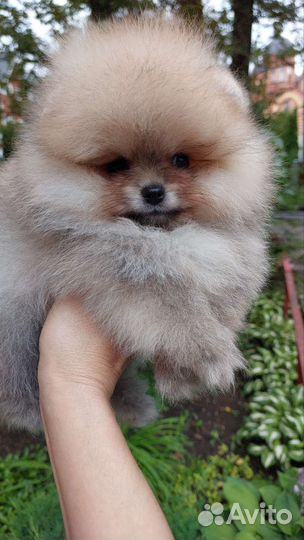 Померанский шпиц мини