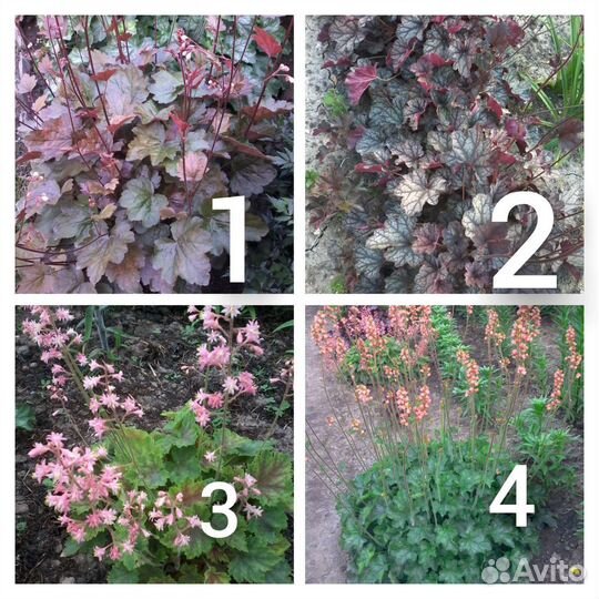 Многолетники для сада