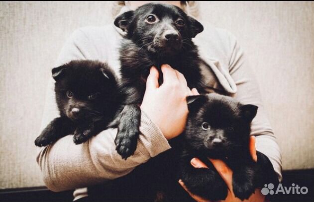 Шипперке (схипперке/Schipperke)
