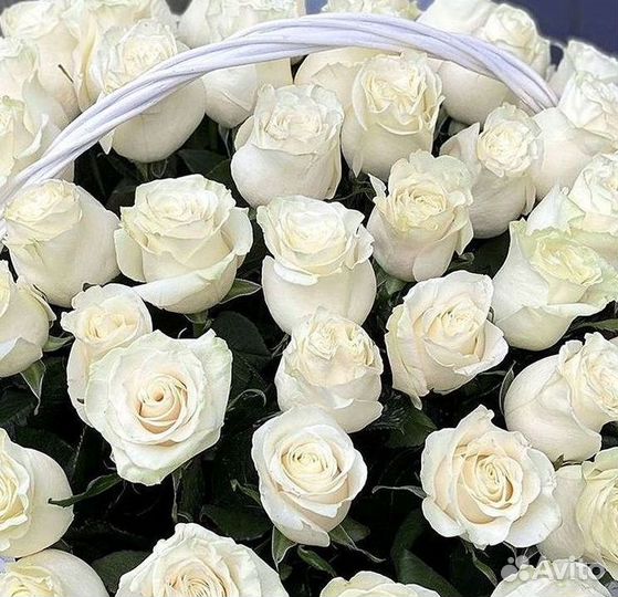 Высокие розы Гигантские розы 110