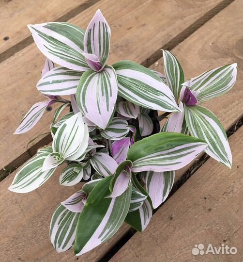 Комнатные растения