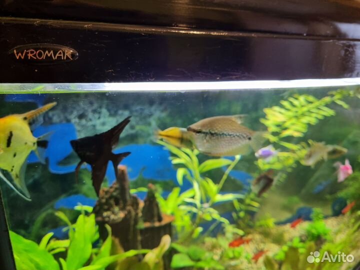 Аквариум