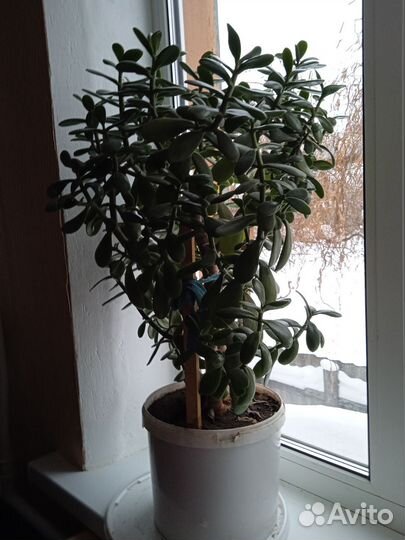 Комнатный цветок 