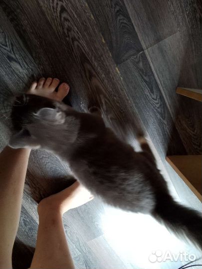 Кошка с котом