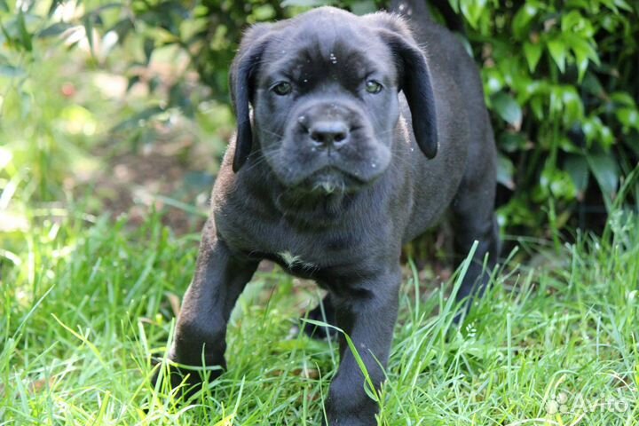 Кане Корсо Римский Воин