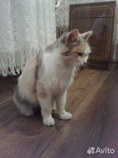 Трехцветная кошка Бонита