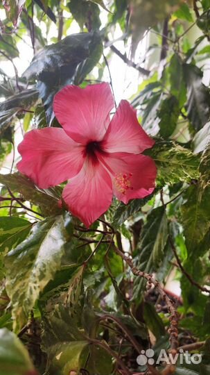 Гибискус пестролистный китайская роза гигант