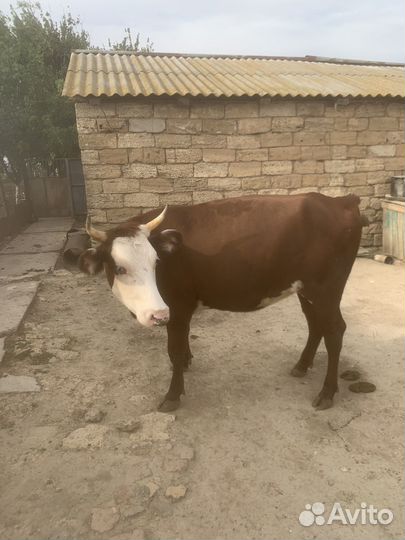 Телка тельная