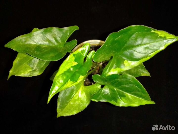 Сингониумы 2