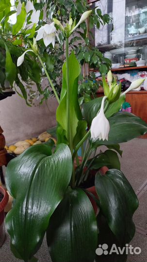 Эухарис амазонская лилия