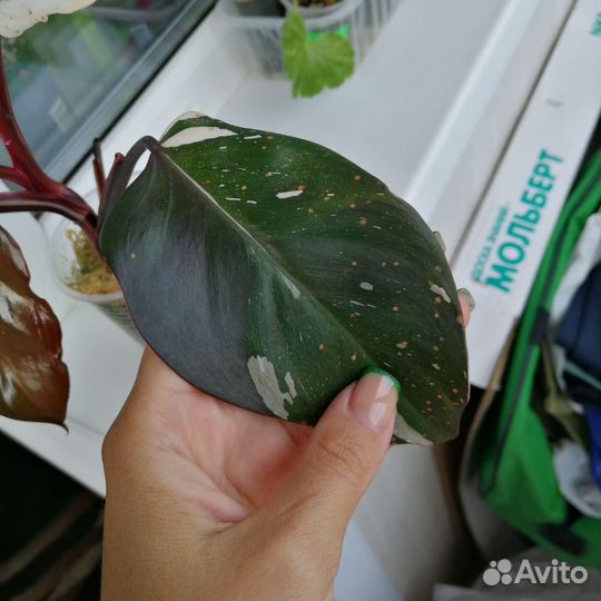 Филодендрон ред андерсон