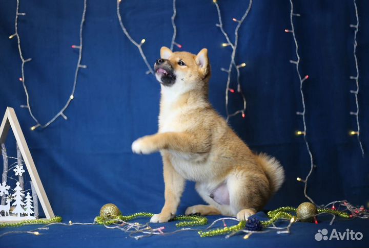 Щенки сиба ину