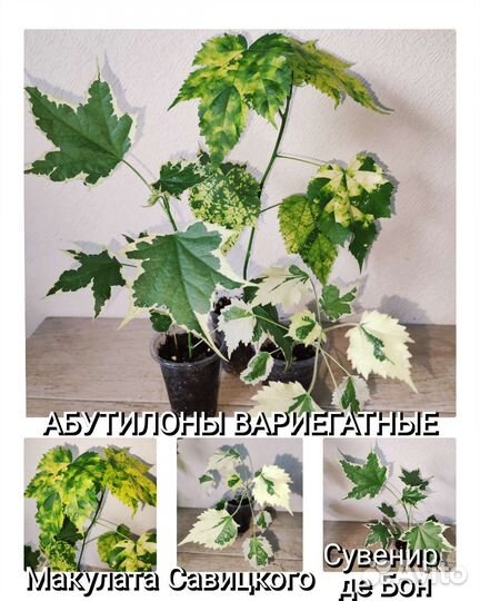 Абутилоны вариегатные