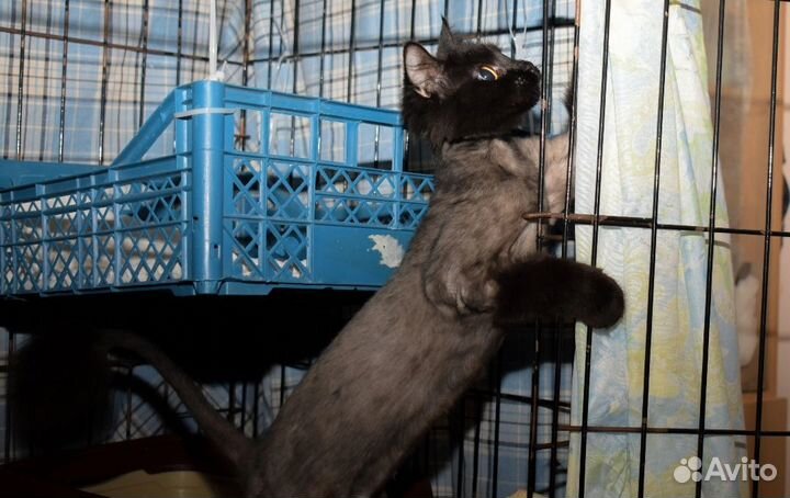 Черная кошечка в добрые руки