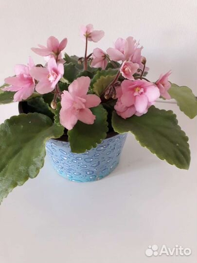 Прекрасный букетик розовых фиалок