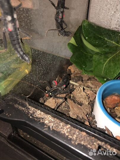 Перуанский палочник