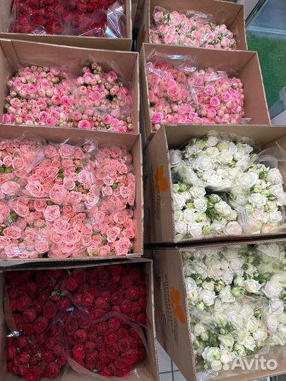 Кустовые розы