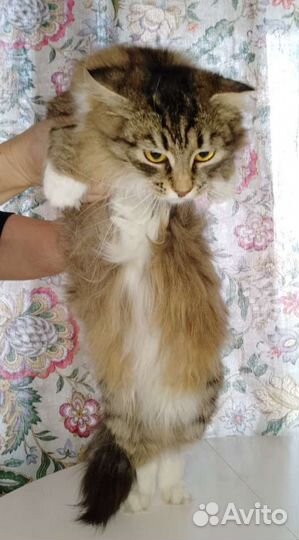 Кошечка бесплатно