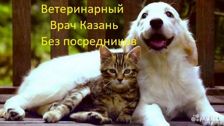 Ветеринарный врач круглосуточно 24 час