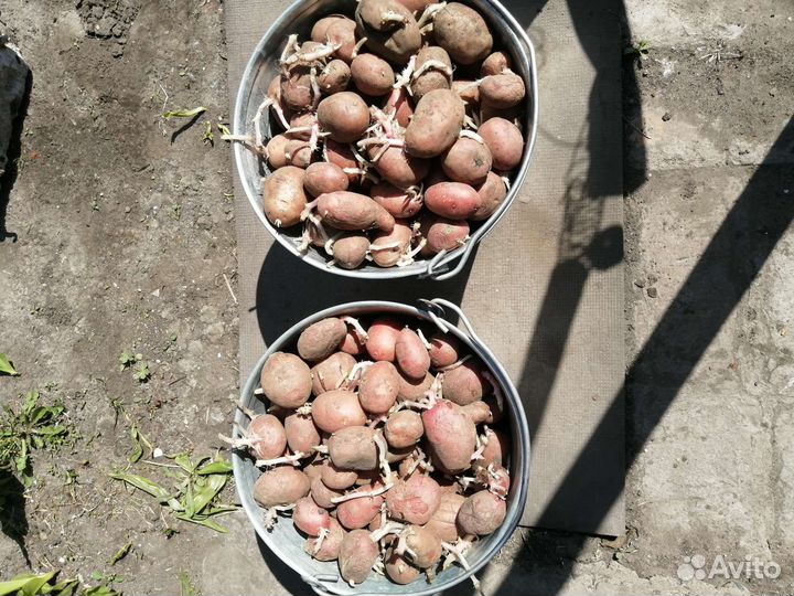 Семенной картофель