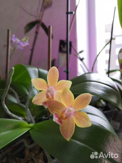 Фаленопсисы