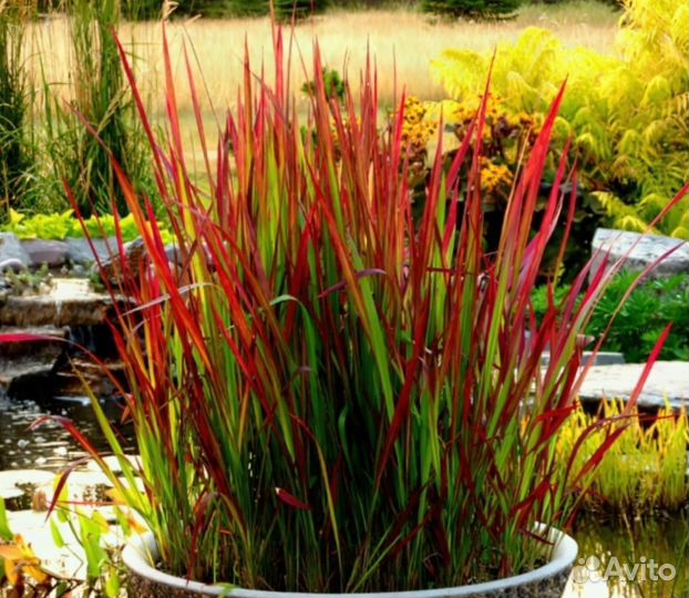 Императа Ред барон